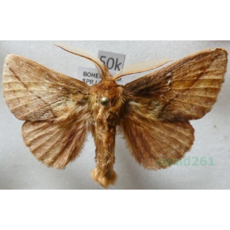 Euthrix potatoria (Linnaeus, 1758) male Barczatka napójka Czech50k